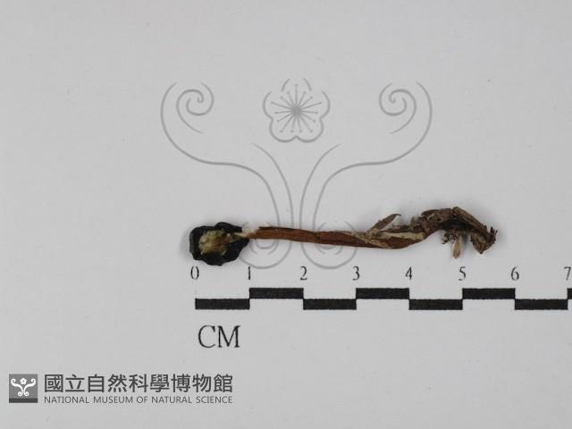 登錄號:F0029775藏品圖，第1張