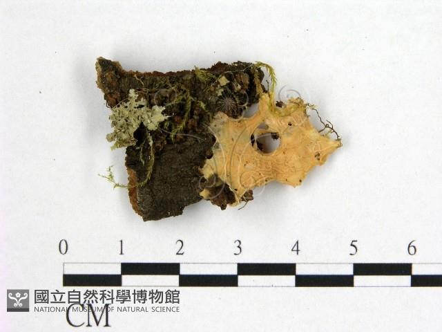 登錄號:F0009775藏品圖，第1張