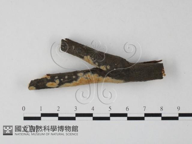 筍殼菌屬藏品圖，第1張