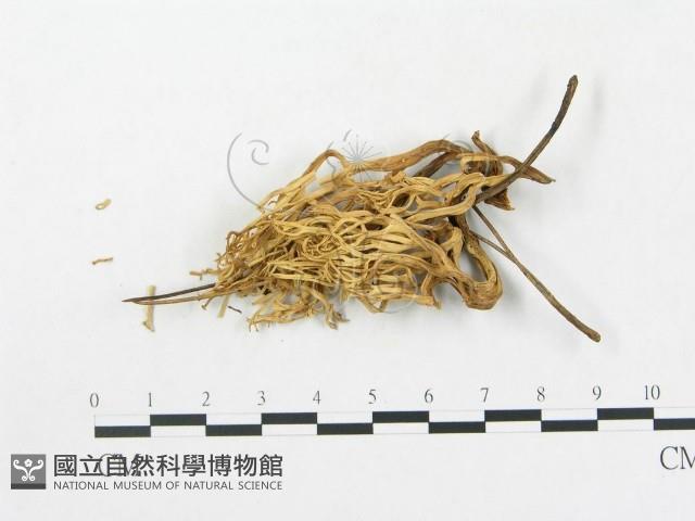 登錄號:F0003775藏品圖，第1張