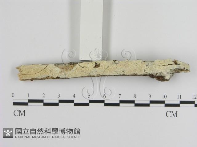 絲齒菌屬藏品圖，第1張