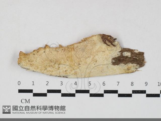 登錄號:F0033775藏品圖，第1張