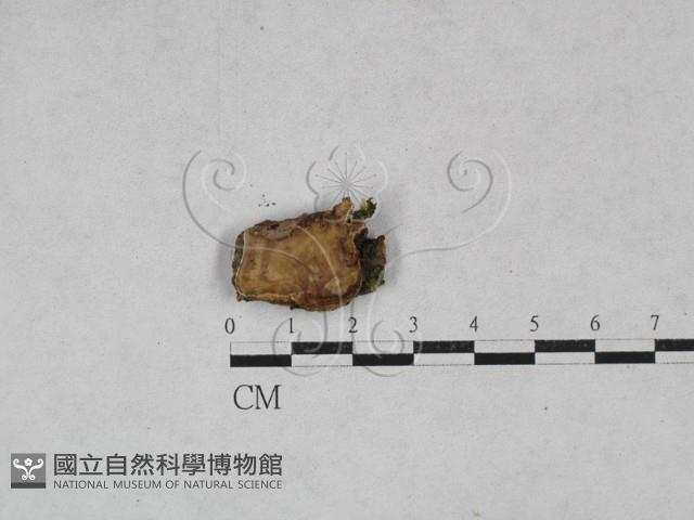 韌革菌屬藏品圖，第1張