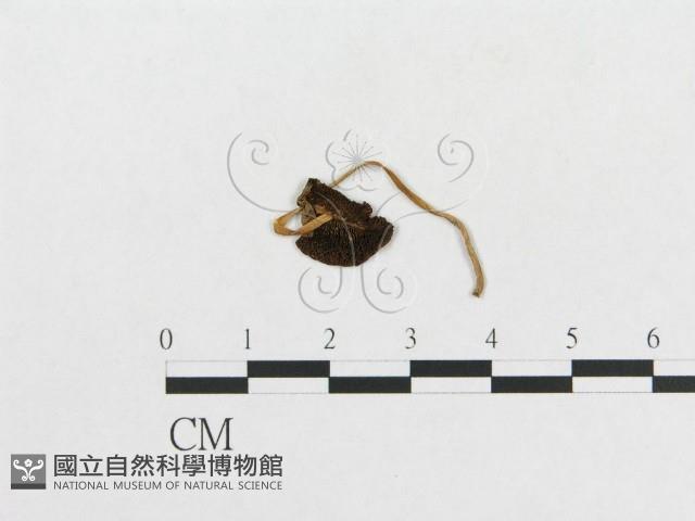 登錄號:F0008575藏品圖，第1張