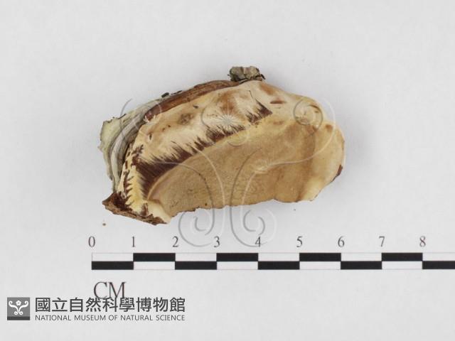 靈芝屬藏品圖，第1張