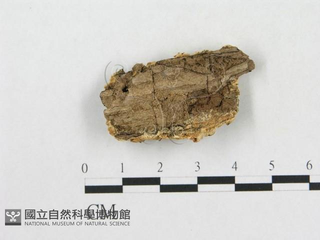 登錄號:F0006575藏品圖，第1張