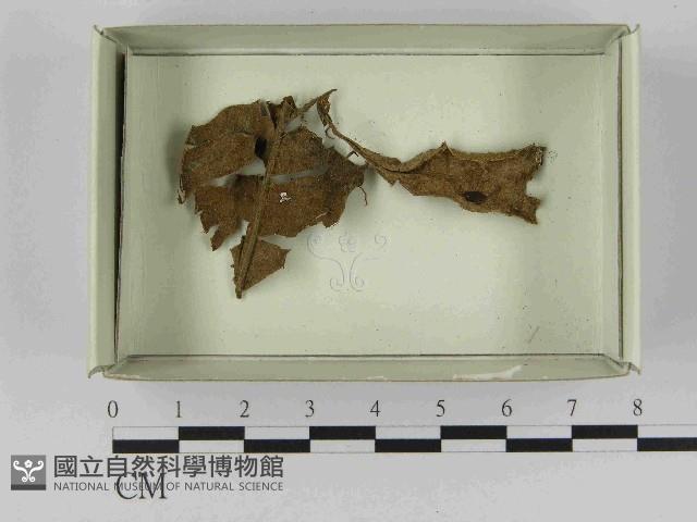 登錄號:F0021575藏品圖，第1張