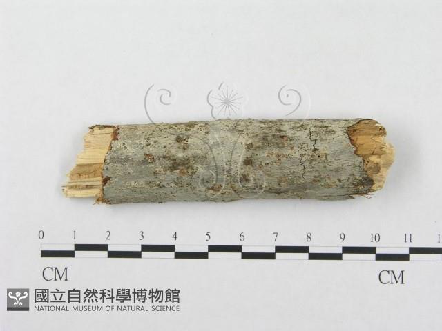 登錄號:F0001575藏品圖，第1張