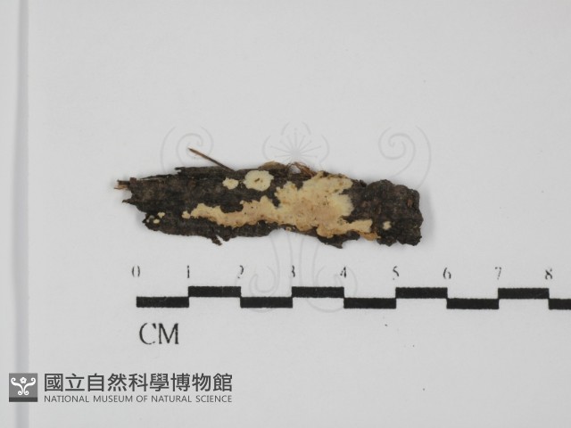 柱擔菌屬藏品圖，第1張