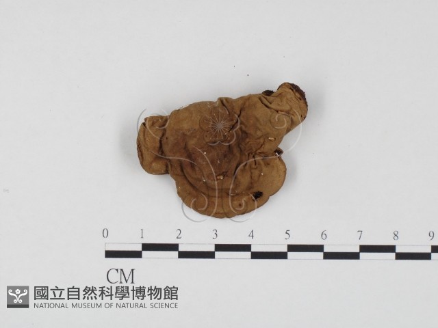 登錄號:F0024575藏品圖，第1張