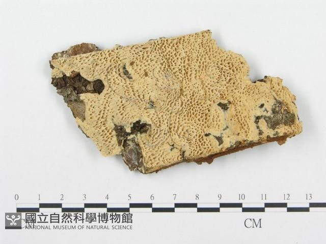 登錄號:F0004575藏品圖，第1張