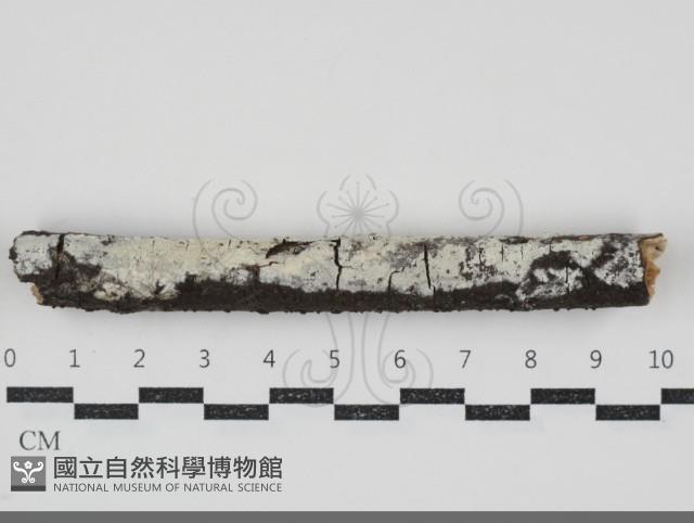 木齒菌屬藏品圖，第1張
