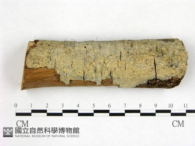 刺皮菌屬藏品圖，第1張