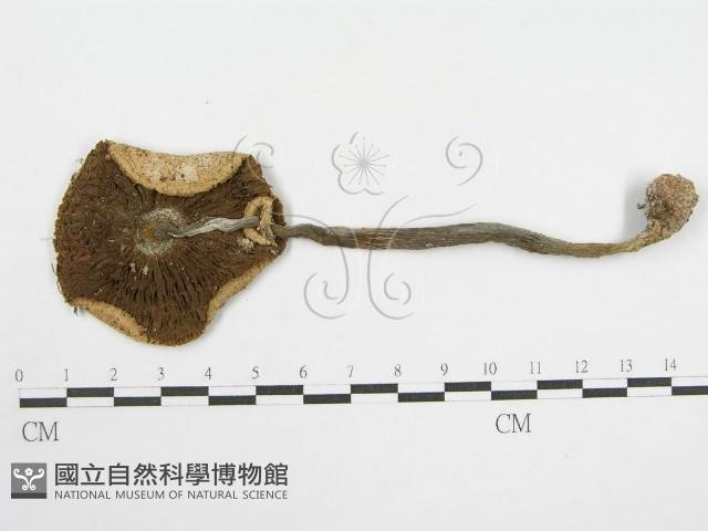 登錄號:F0012575藏品圖，第1張