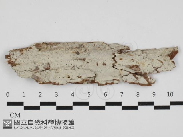 登錄號:F0032575藏品圖，第1張