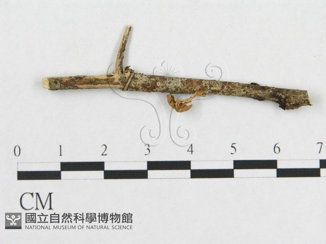 登錄號:F0007575藏品圖，第1張