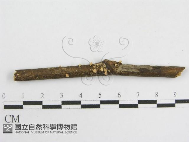 登錄號:F0005575藏品圖，第1張