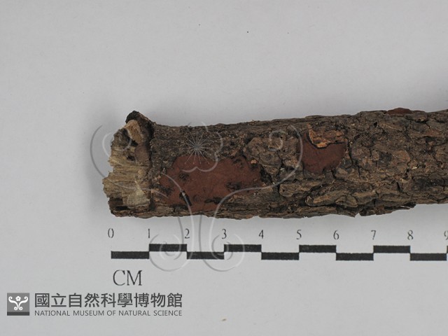 登錄號:F0029575藏品圖，第1張