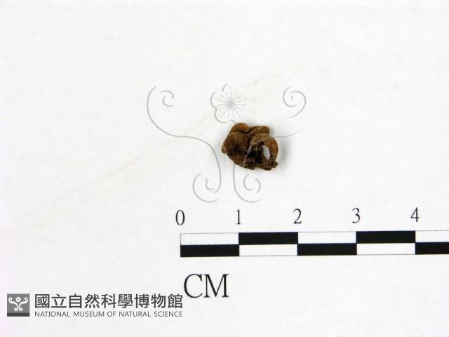 登錄號:F0019575藏品圖，第1張