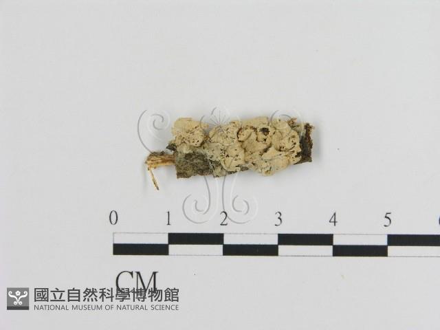 登錄號:F0013575藏品圖，第1張