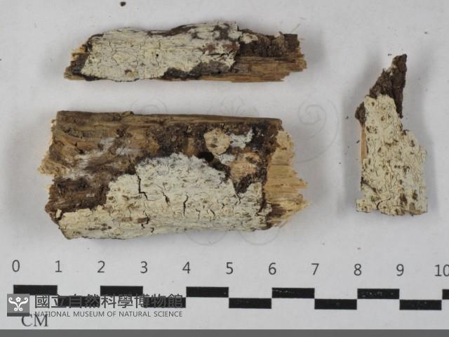 登錄號:F0033575藏品圖，第1張