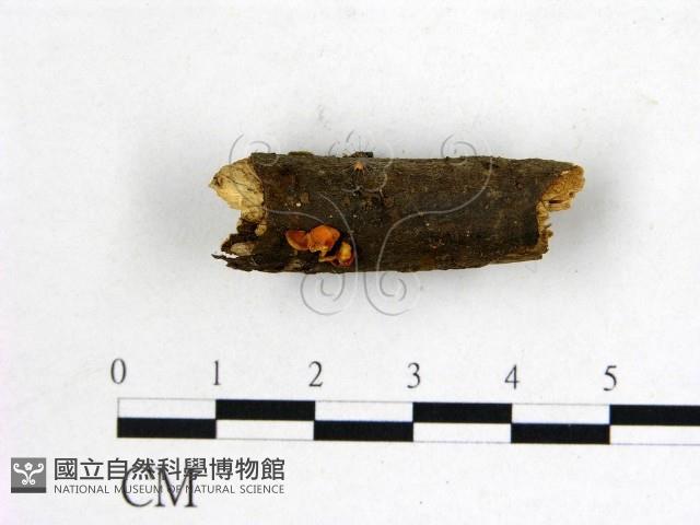 登錄號:F0020175藏品圖，第1張