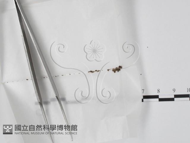 登錄號:F0000175藏品圖，第1張