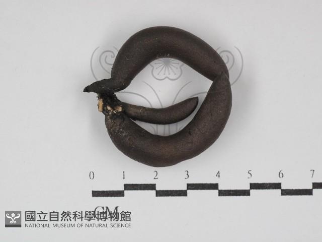 炭角菌屬藏品圖，第1張