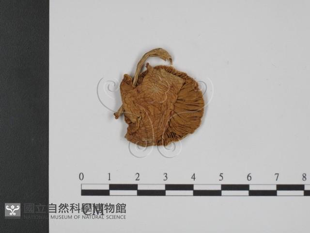 登錄號:F0001175藏品圖，第1張
