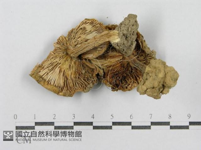登錄號:F0011175藏品圖，第1張