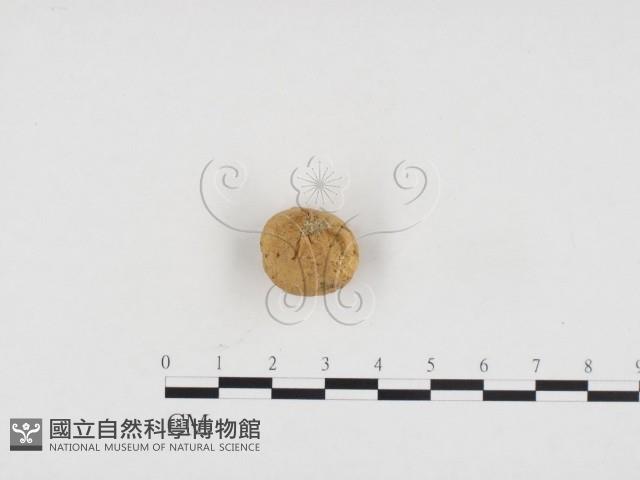 登錄號:F0024175藏品圖，第1張