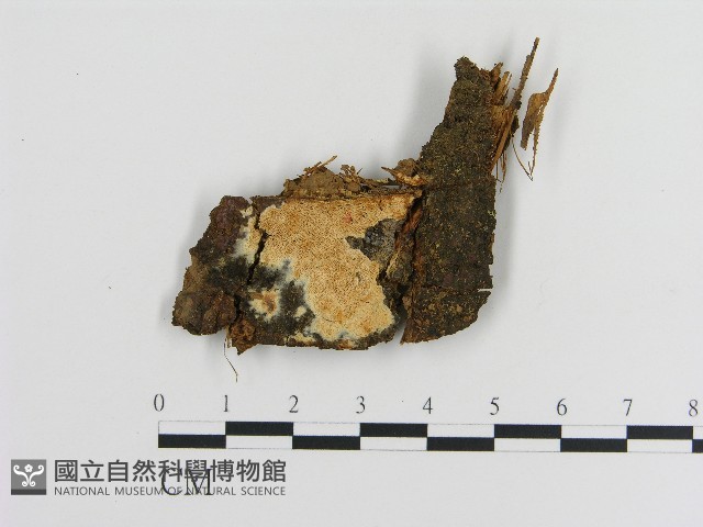 登錄號:F0004175藏品圖，第1張