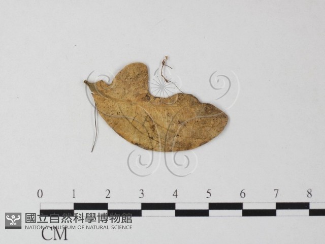 登錄號:F0014175藏品圖，第1張