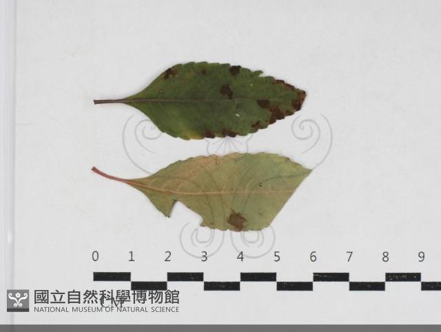 登錄號:F0034175藏品圖，第1張