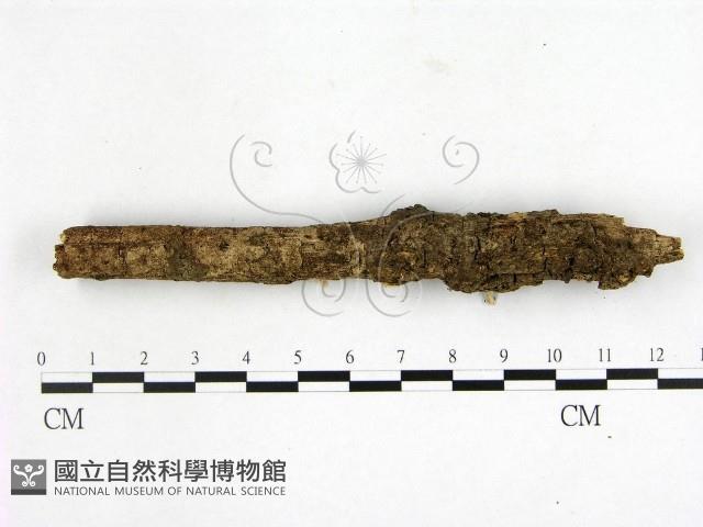 登錄號:F0022175藏品圖，第1張