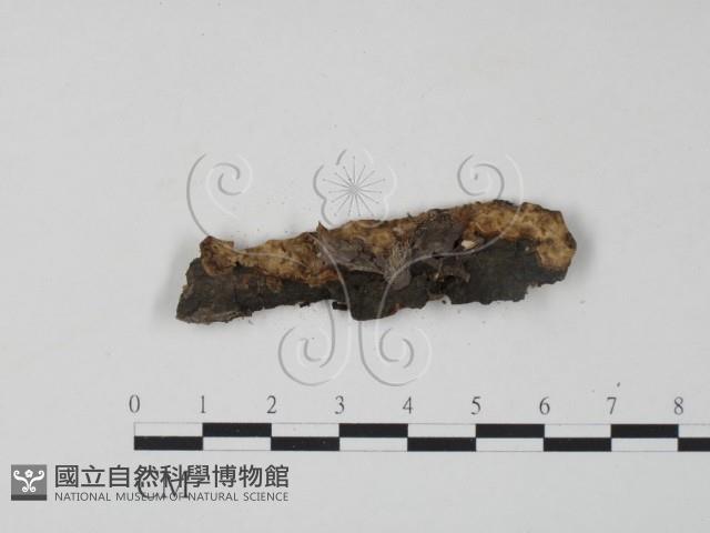 銀耳屬藏品圖，第1張