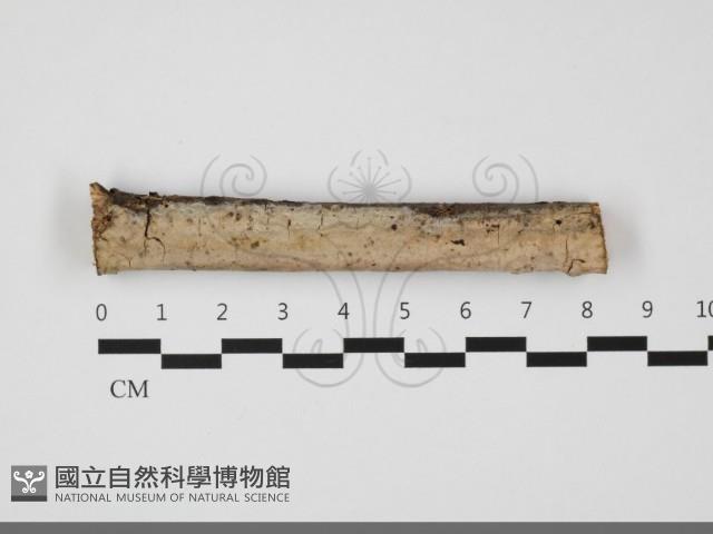 登錄號:F0032175藏品圖，第1張