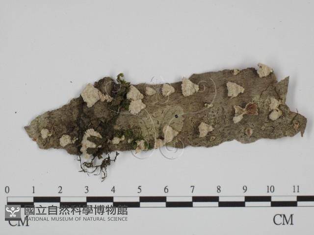 附毛菌屬藏品圖，第1張