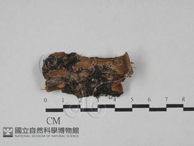 木層孔菌屬藏品圖，第1張
