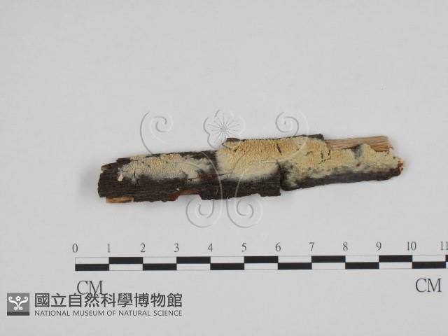 登錄號:F0009175藏品圖，第1張