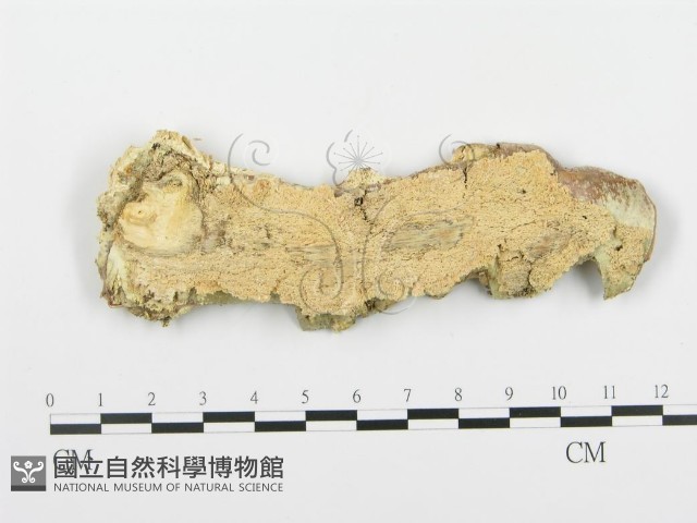 登錄號:F0003175藏品圖，第1張