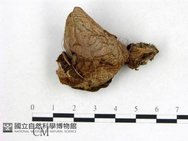 登錄號:F0013175藏品圖，第1張