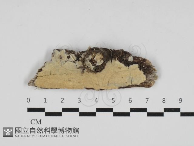 容氏菌屬藏品圖，第1張