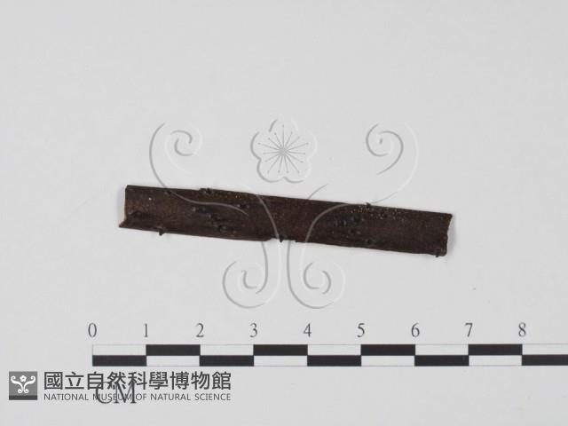館號:F0020075藏品圖，第1張