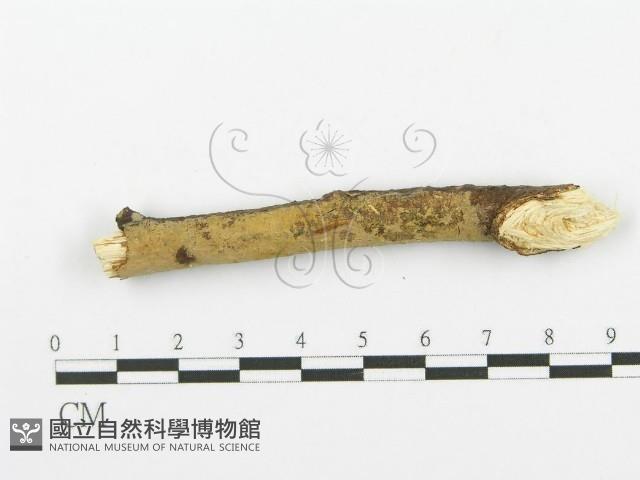 登錄號:F0000075藏品圖，第1張