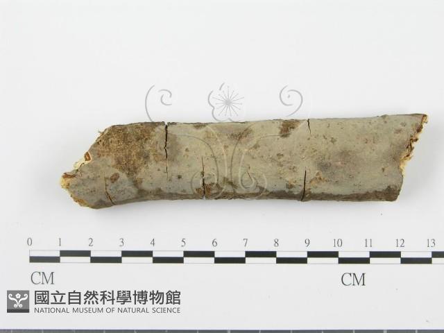 射脈菌屬藏品圖，第1張