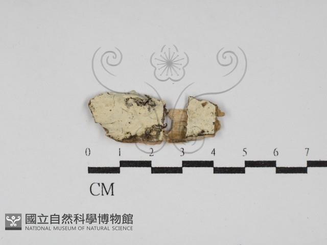 冇骨消絲齒菌藏品圖，第1張