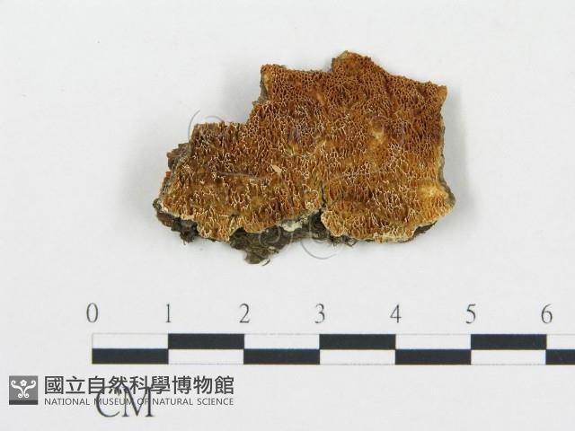 登錄號:F0006075藏品圖，第1張