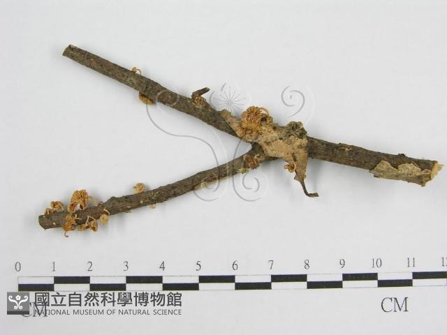 微皮傘屬藏品圖，第1張