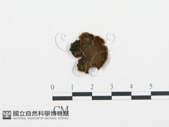 登錄號:F0001075藏品圖，第1張